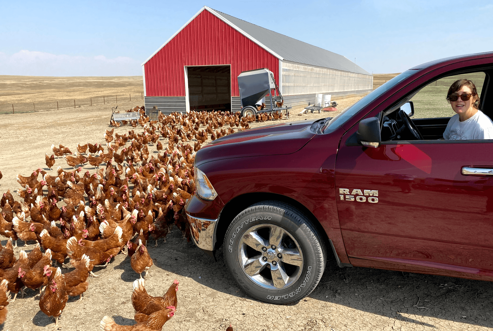 Chicken farming in Colorado